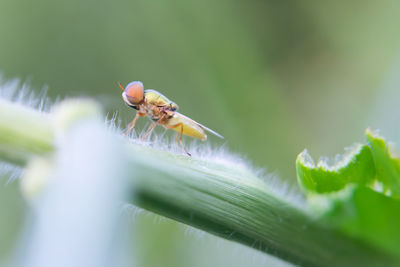 Close-up of insect on leaf