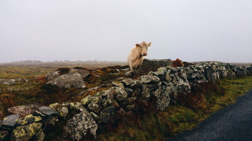 Cow on rock against sky