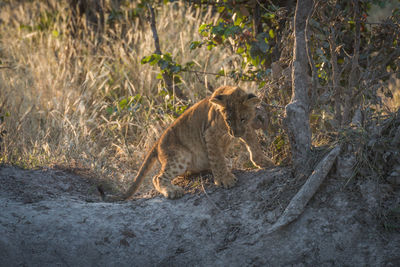 Cub standing by trees in forest