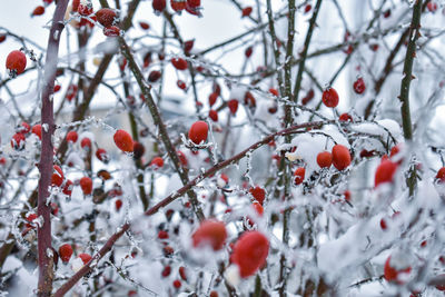 winter