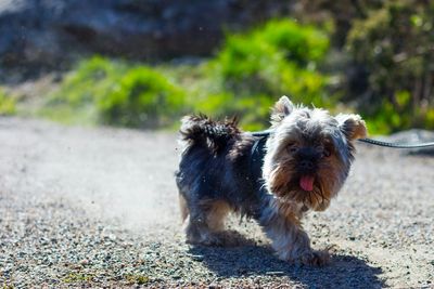 Dog looking away