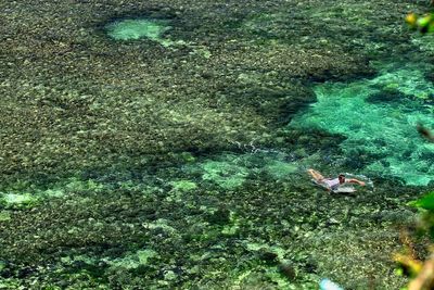 High angle view of fish swimming in sea