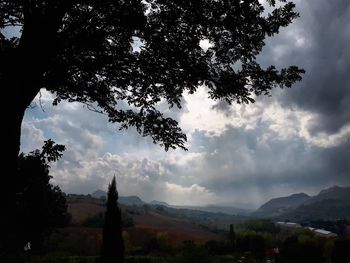 Trees on landscape against sky