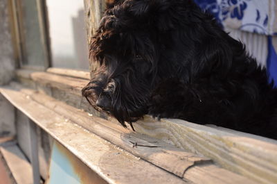 Close-up of a dog