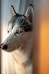 Close-up of dog looking away