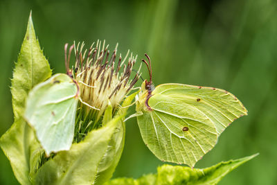 Male and female gonepteryx rhamni