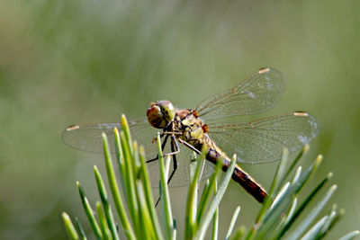 Close-up of dragonfly on plant