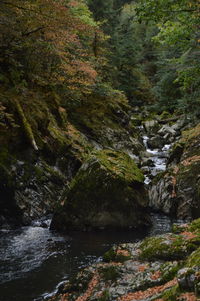 Scenic view of waterfall in forest