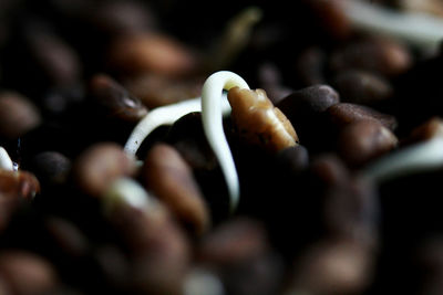 Close-up of ice cream