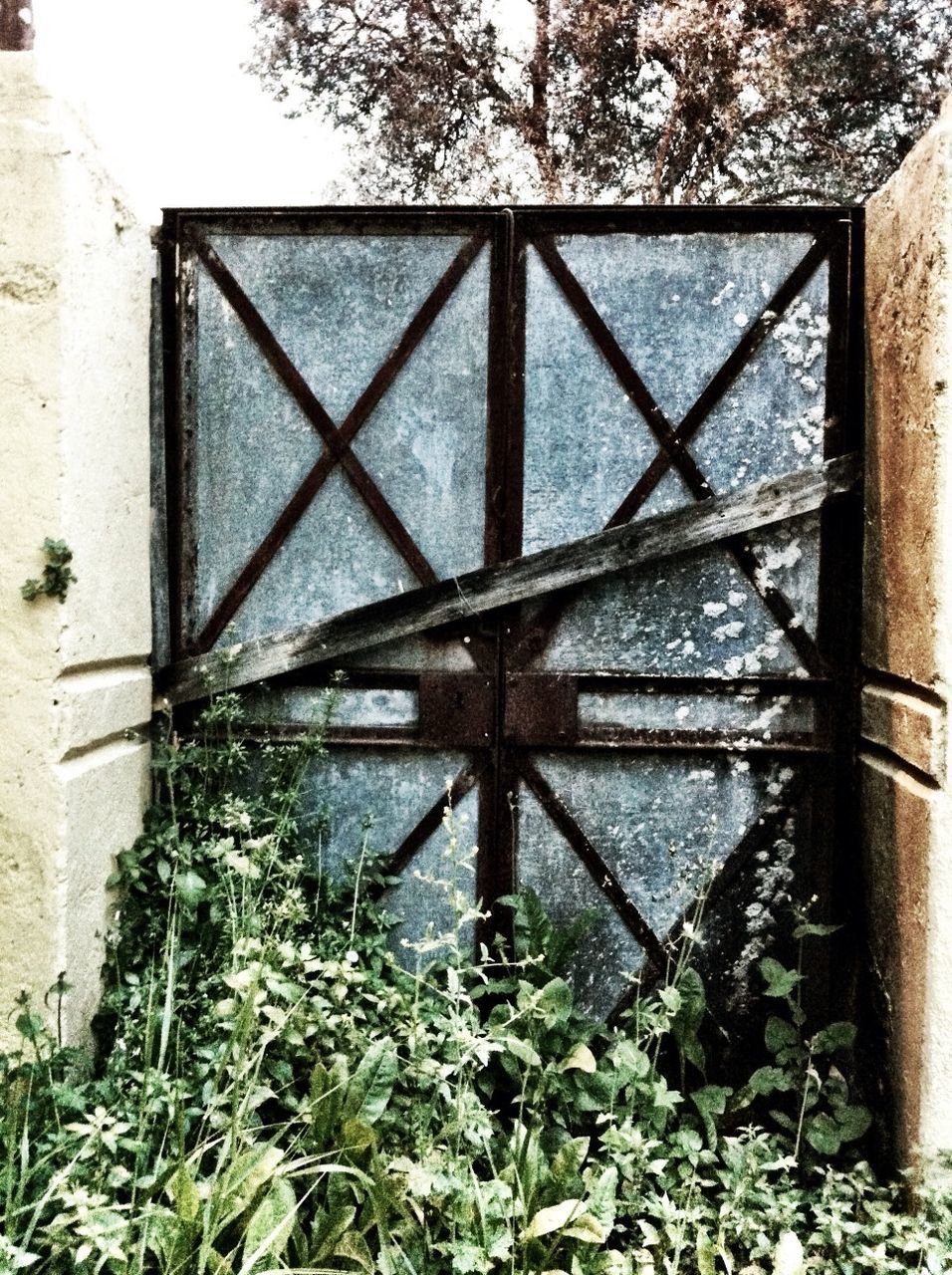 built structure, architecture, metal, plant, protection, building exterior, safety, fence, security, growth, old, day, rusty, weathered, wall - building feature, metallic, abandoned, close-up, outdoors, no people