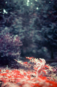 Close-up of maple leaves falling on trees in forest