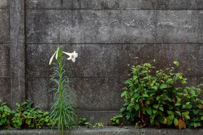 Plants growing against wall