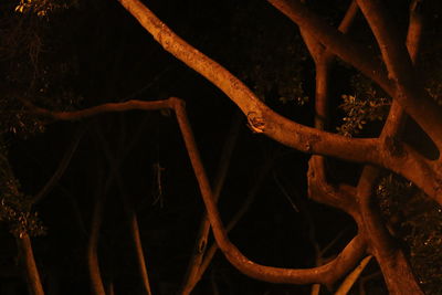 Close-up of plant at night