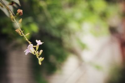 Close-up of flowering plant