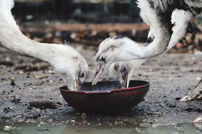 Close-up of ostriches eating food