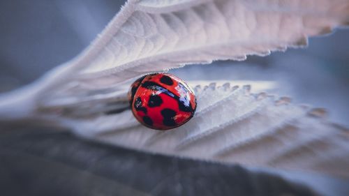 Close-up of ladybug