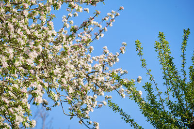 Low angle view of cherry blossom against blue sky