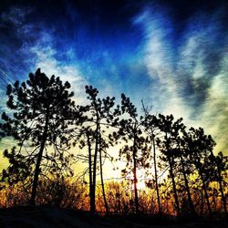 Silhouette of trees at sunset