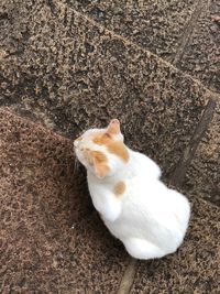 High angle view of cat sitting outdoors