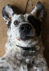 Close-up portrait of dog