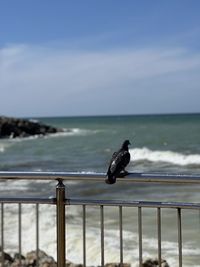 Seagull perching on railing