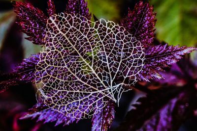 Close-up of purple flowering plant