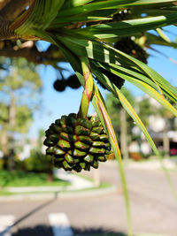 Close-up of fruit growing on tree