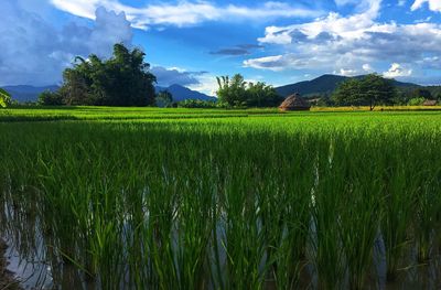 Scenic view of agricultural field against sky