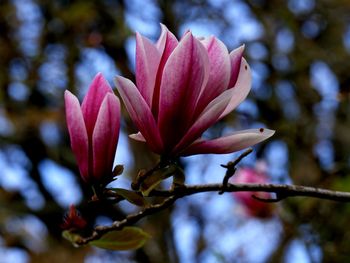 Close-up of pink flowering plant