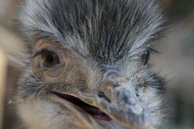 Close-up portrait of a bird