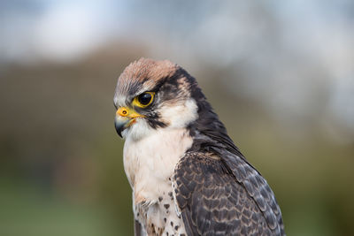 Close-up portrait of bird of prey