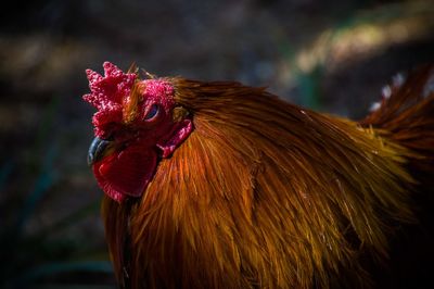 Close-up of rooster