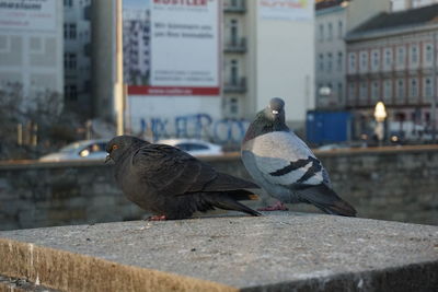 Pigeons perching on retaining wall