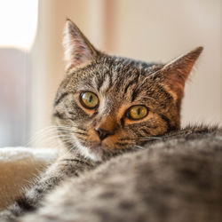 Close-up portrait of a cat