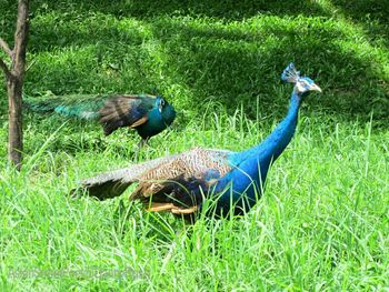 Animal relaxing on grassy field