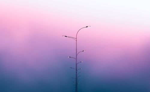 Silhouette of a bird