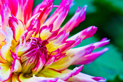 Close-up of pink flower