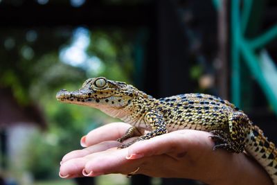 Cropped image of hand holding lizard