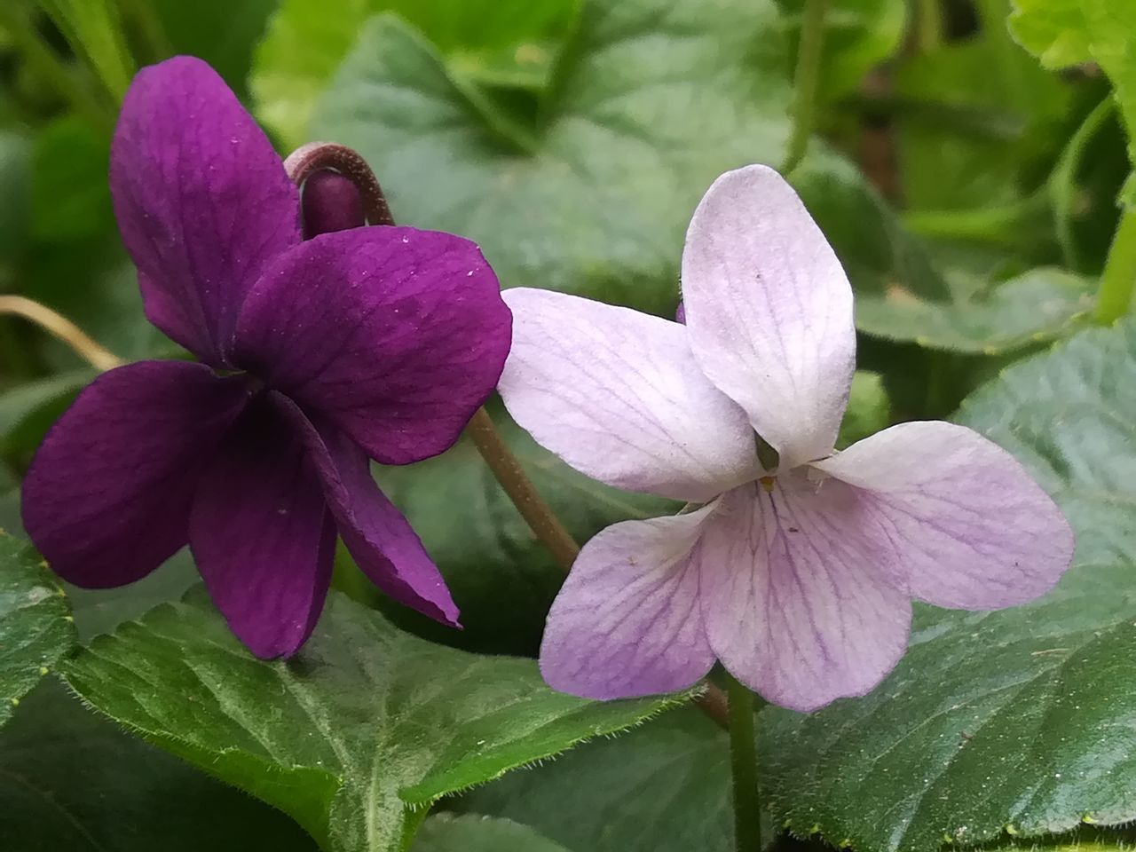 CLOSE-UP OF PURPLE FLOWERING PLANTS