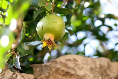 Close-up of fruit growing on tree