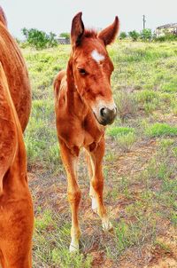 Horse standing in a field