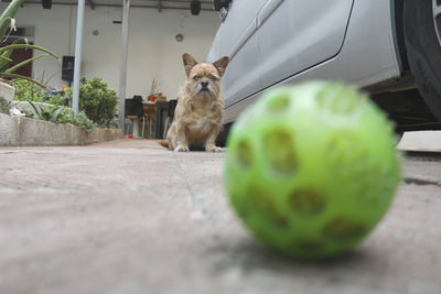 Portrait of a dog with his ball