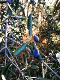 Close-up of plant growing outdoors