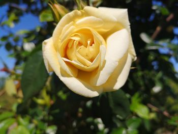 Close-up of rose flower