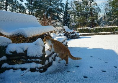 Cat on snow covered field