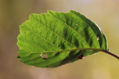 Close-up of green leaves