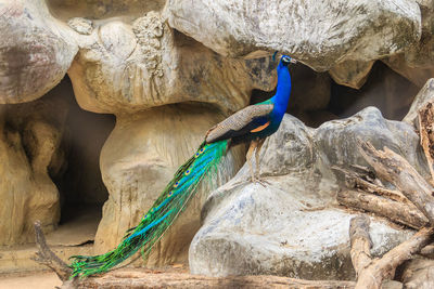 Close-up of bird perching on rock