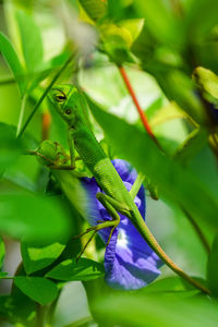 Close-up of lizard on green plant