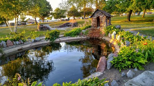 Plants and trees by water