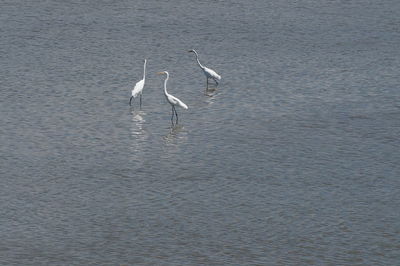 High angle view of gray heron on lake